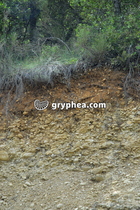 Sol sur anciens alluvions - gryphea.org